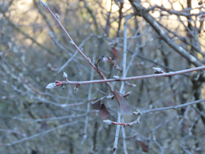 Amelanchier cretica photo 2