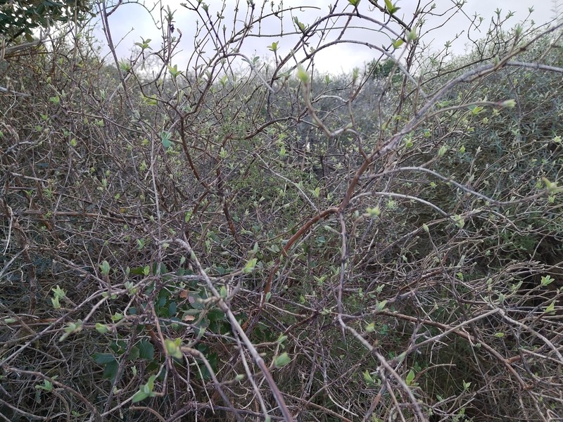 Amelanchier cretica photo 3