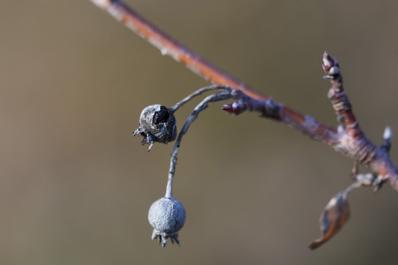 Amelanchier cretica photo 4