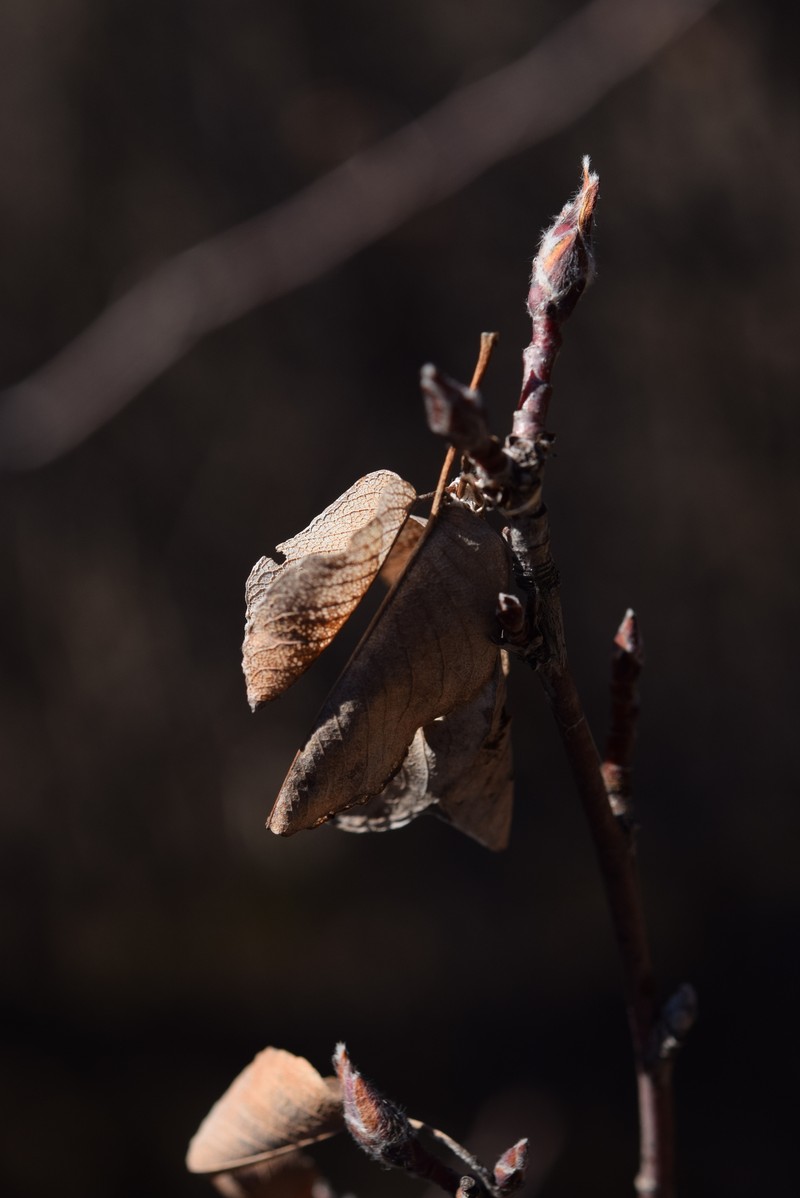 Amelanchier cretica photo 5
