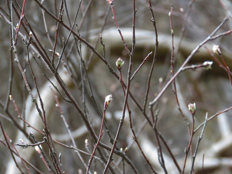 Amelanchier cretica photo 6
