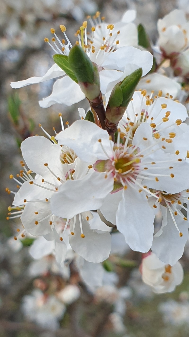 Amelanchier cretica photo 7