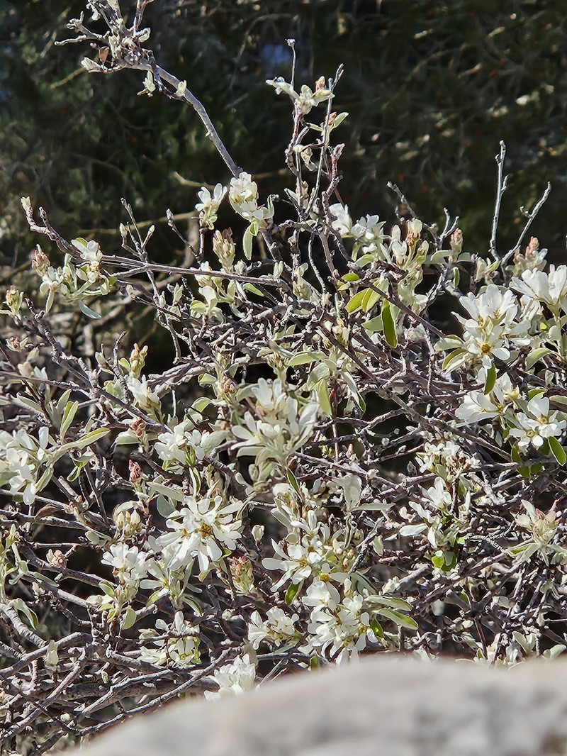 Amelanchier cretica photo 8