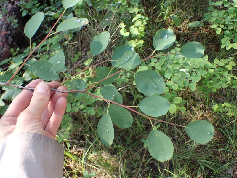 Amelanchier cusickii