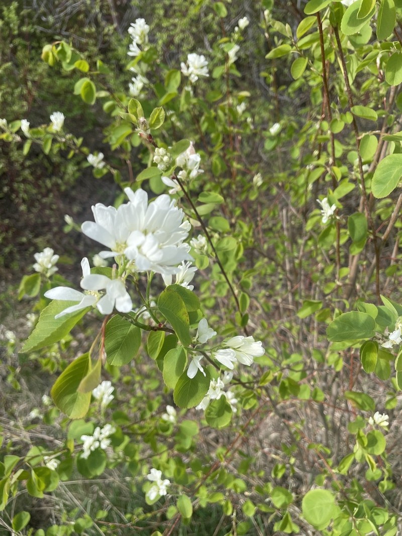 Amelanchier cusickii photo 2