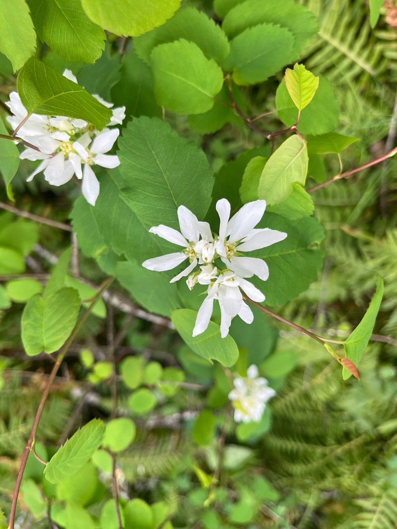 Amelanchier cusickii photo 3