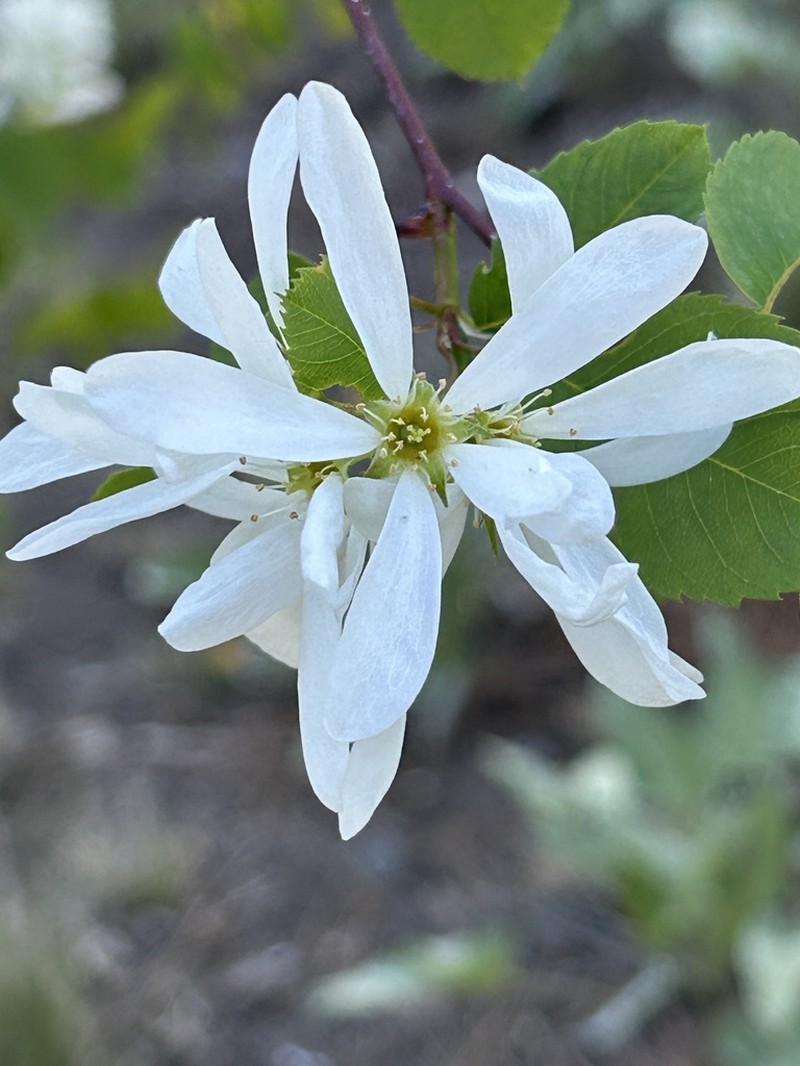 Amelanchier cusickii photo 4