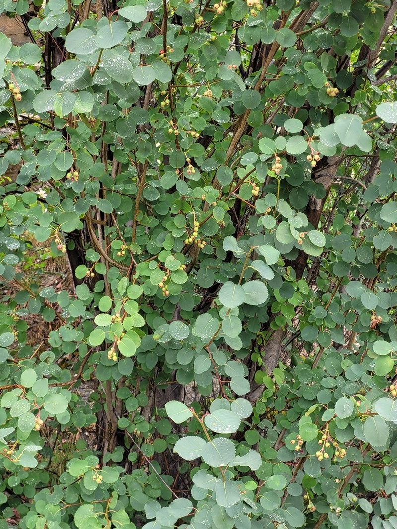 Amelanchier cusickii photo 5