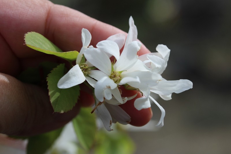 Amelanchier cusickii photo 6