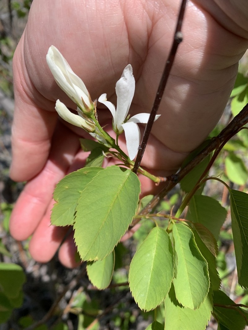 Amelanchier cusickii photo 7