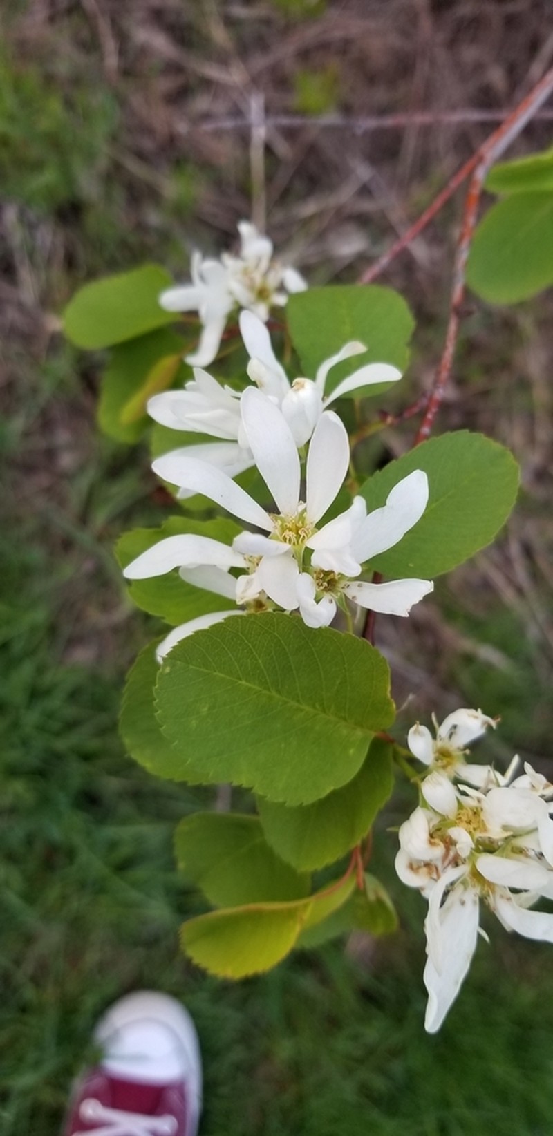 Amelanchier cusickii photo 8