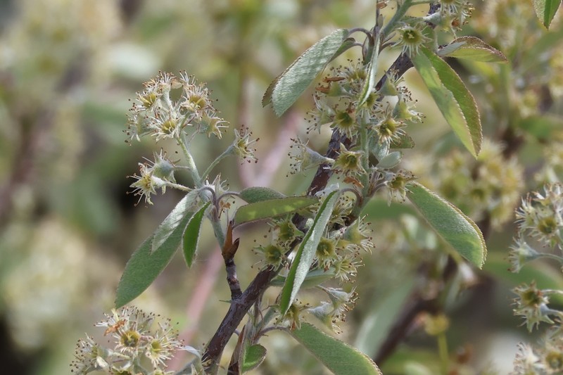 Amelanchier fernaldii