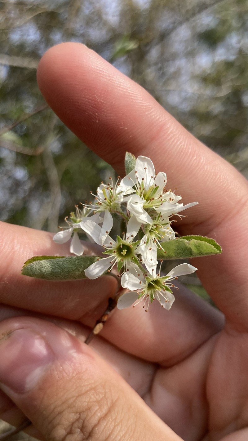Amelanchier fernaldii photo 2