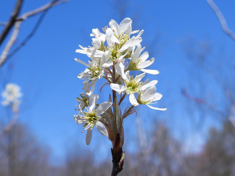 Amelanchier fernaldii photo 3