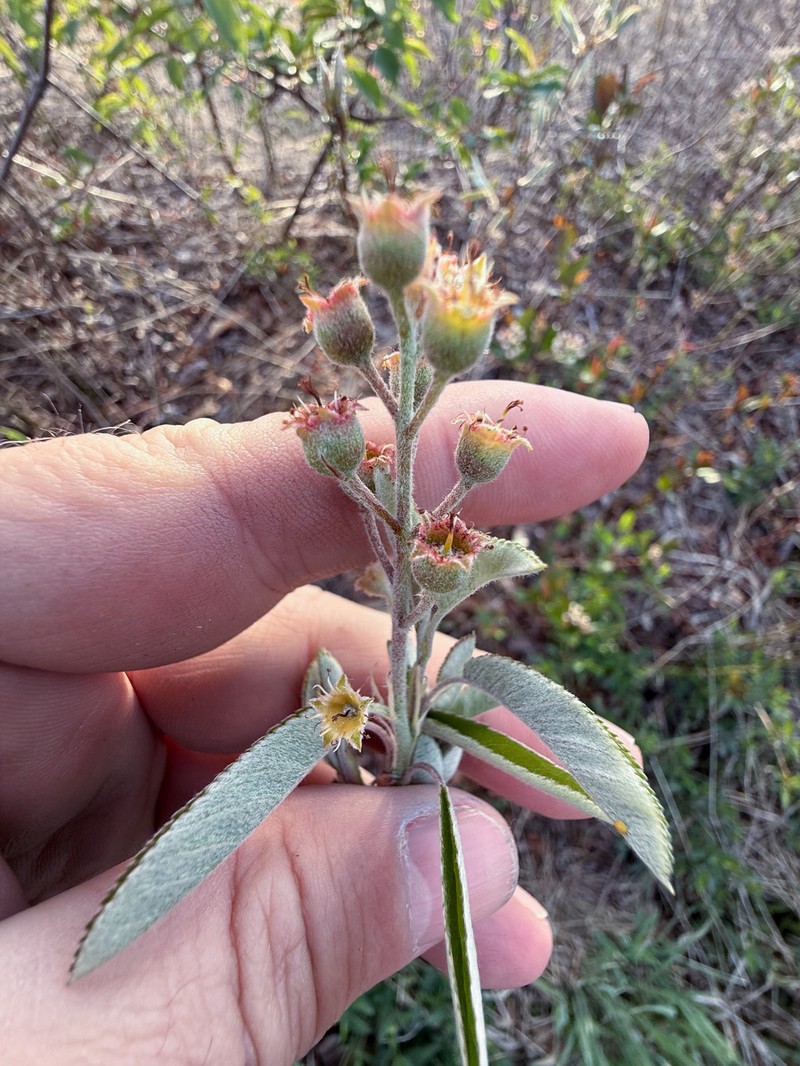 Amelanchier fernaldii photo 4