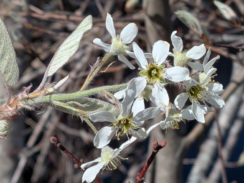 Amelanchier fernaldii photo 5