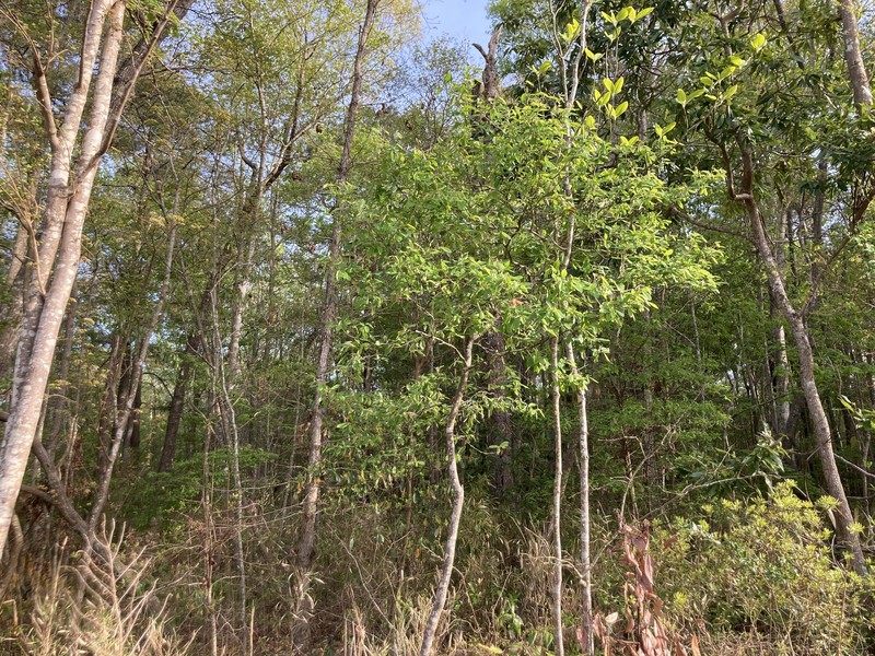 Amelanchier fernaldii photo 6
