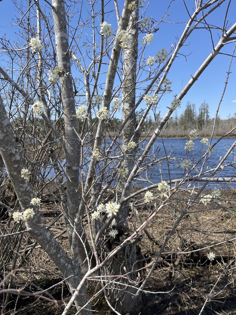 Amelanchier fernaldii photo 8