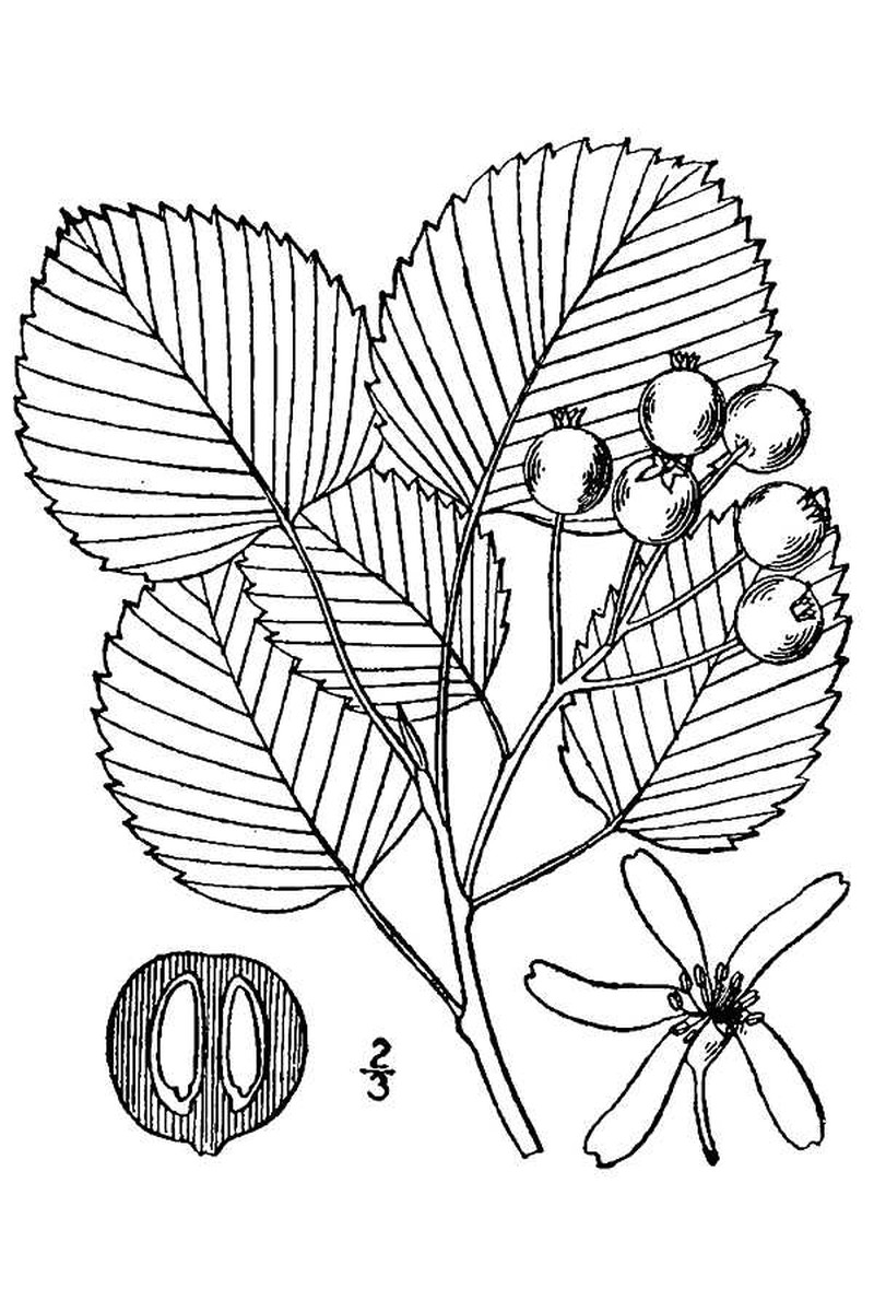 Amelanchier gaspensis
