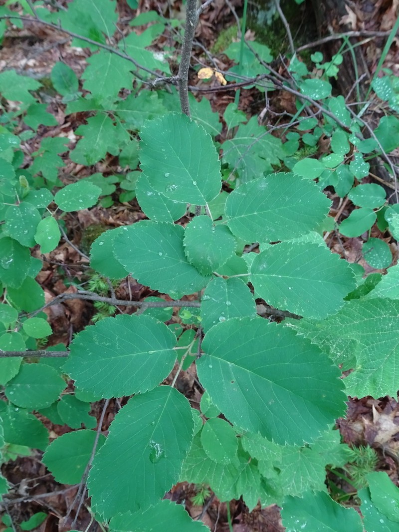 Amelanchier gaspensis photo 4