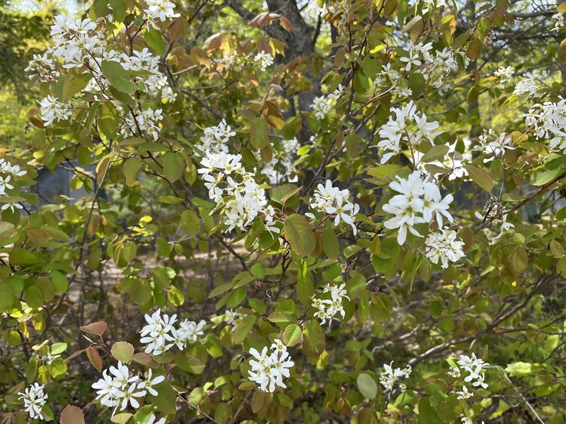Amelanchier gaspensis photo 5
