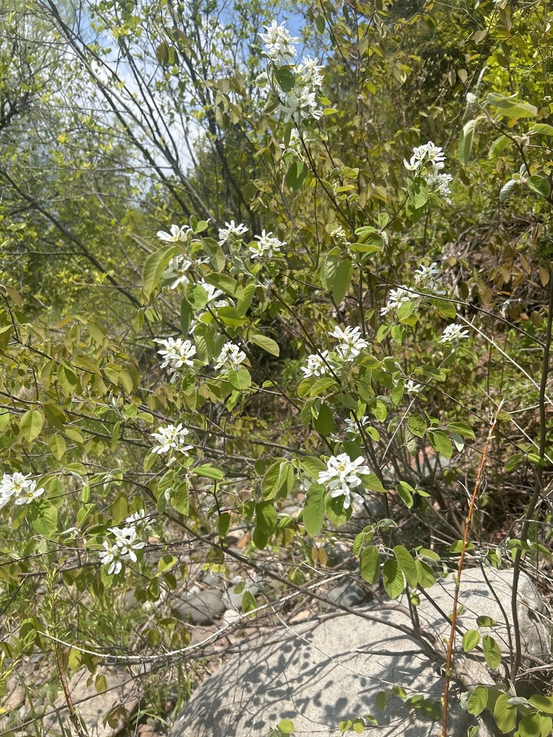 Amelanchier gaspensis photo 6