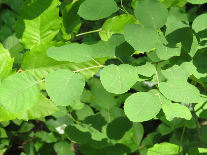 Amelanchier gaspensis photo 7
