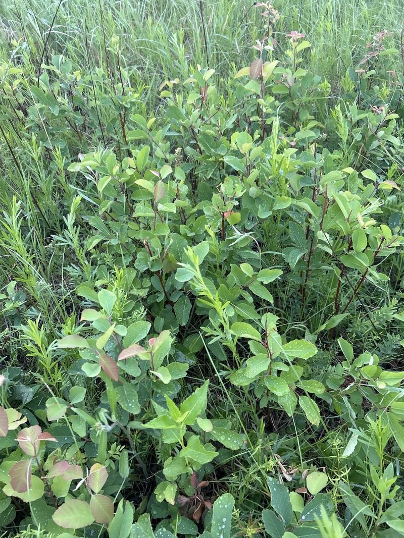 Amelanchier gaspensis photo 8