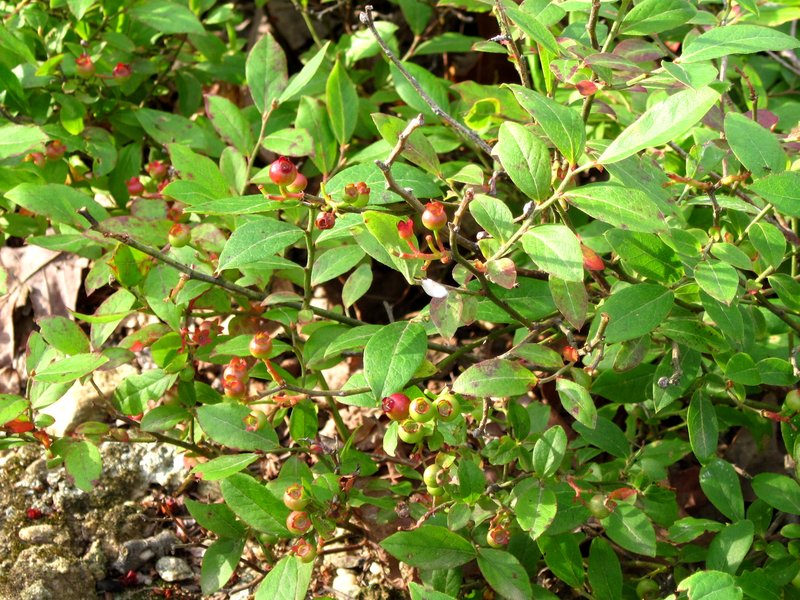 Low Serviceberry