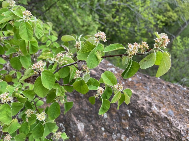 Low Serviceberry photo 3