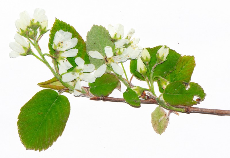 Low Serviceberry photo 4