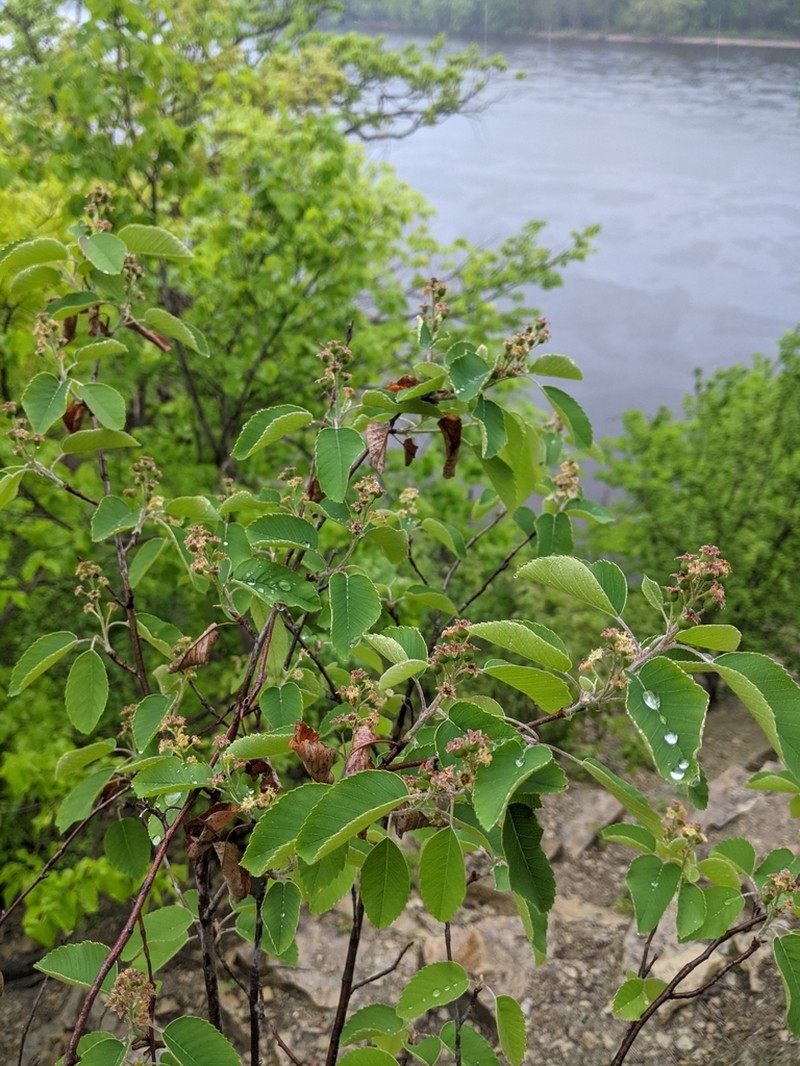 Low Serviceberry photo 5