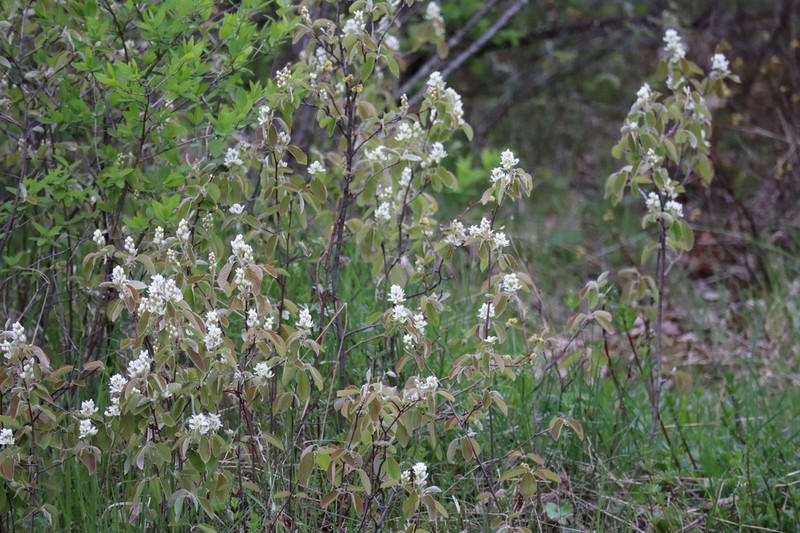 Low Serviceberry photo 6