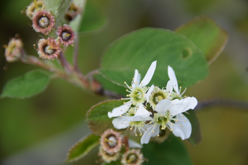 Low Serviceberry photo 8