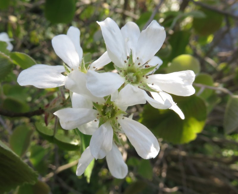 Inland Serviceberry