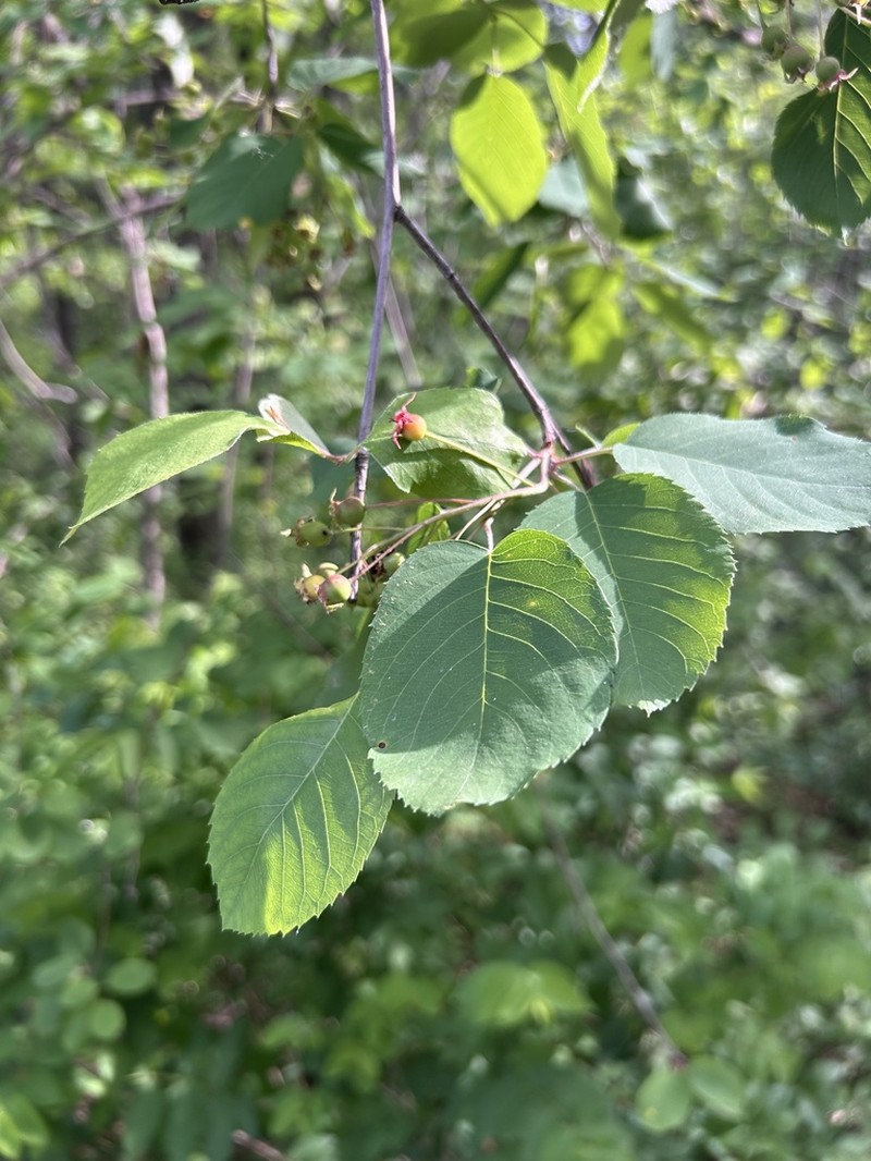 Inland Serviceberry photo 3