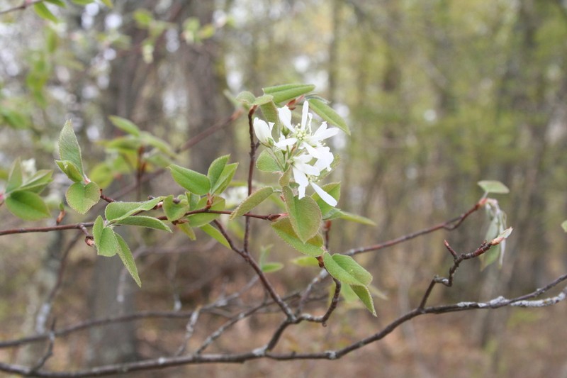 Inland Serviceberry photo 4