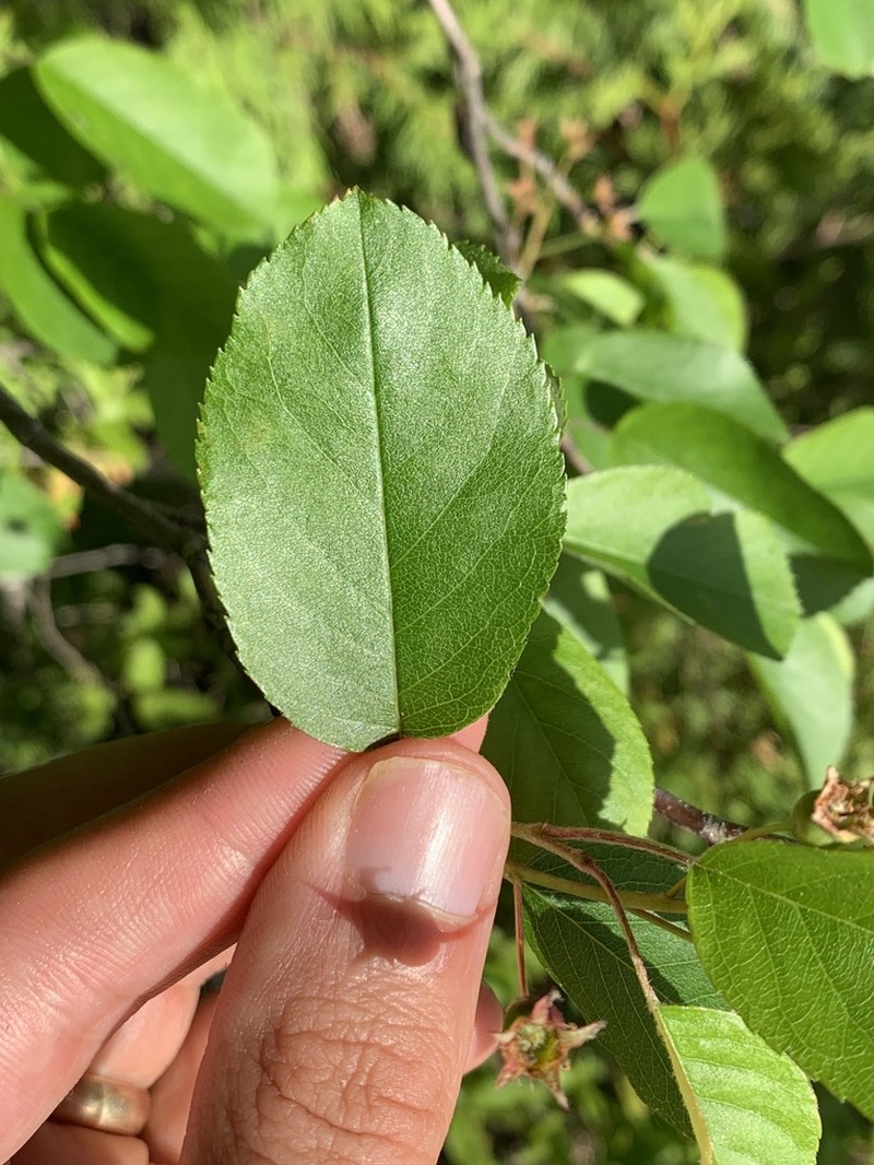 Inland Serviceberry photo 5
