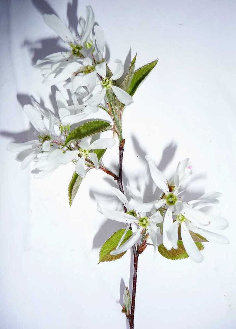 Inland Serviceberry photo 6