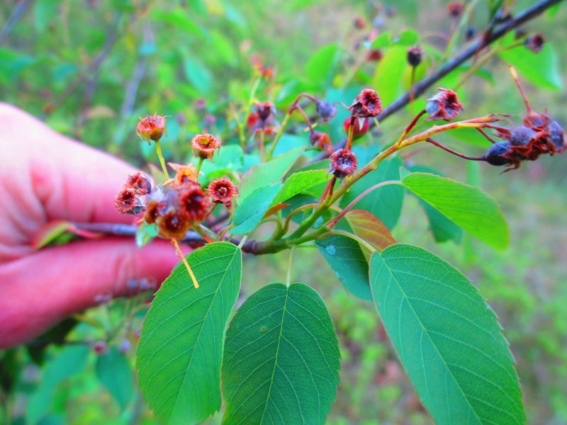 Inland Serviceberry photo 7