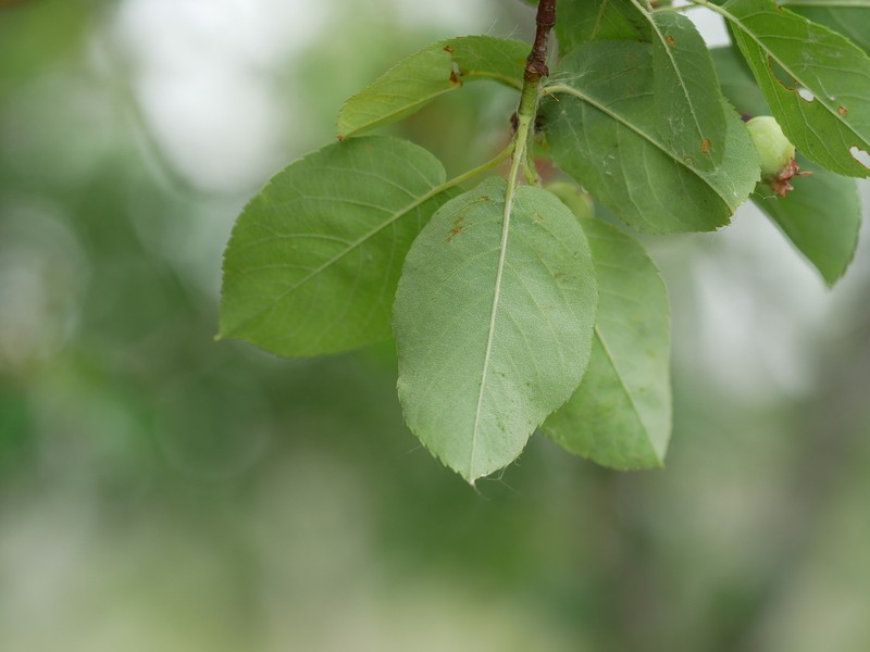 Inland Serviceberry photo 8