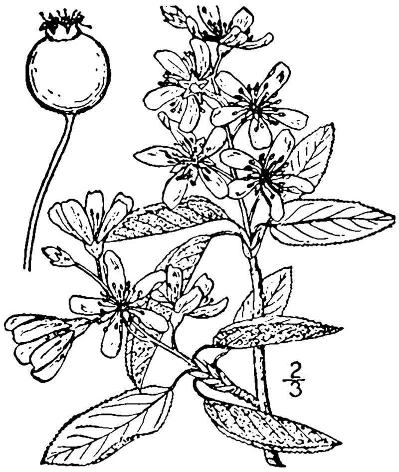 Amelanchier intermedia
