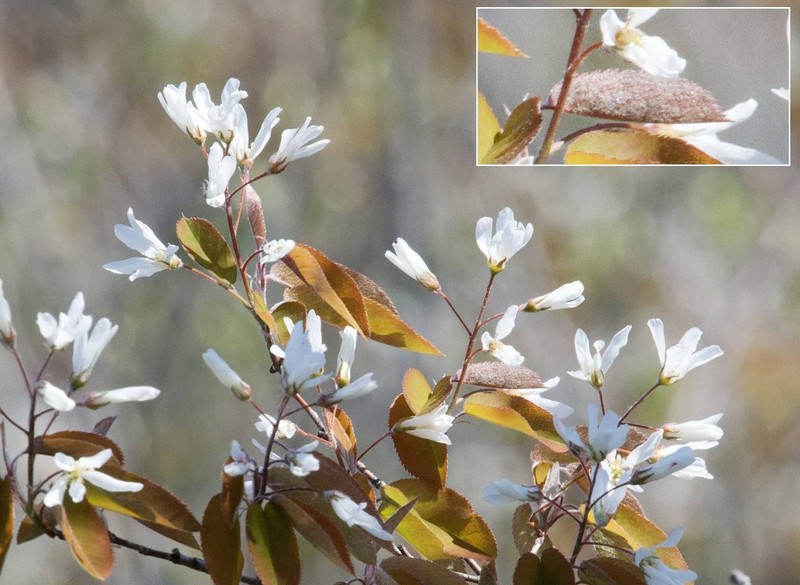 Amelanchier intermedia photo 3