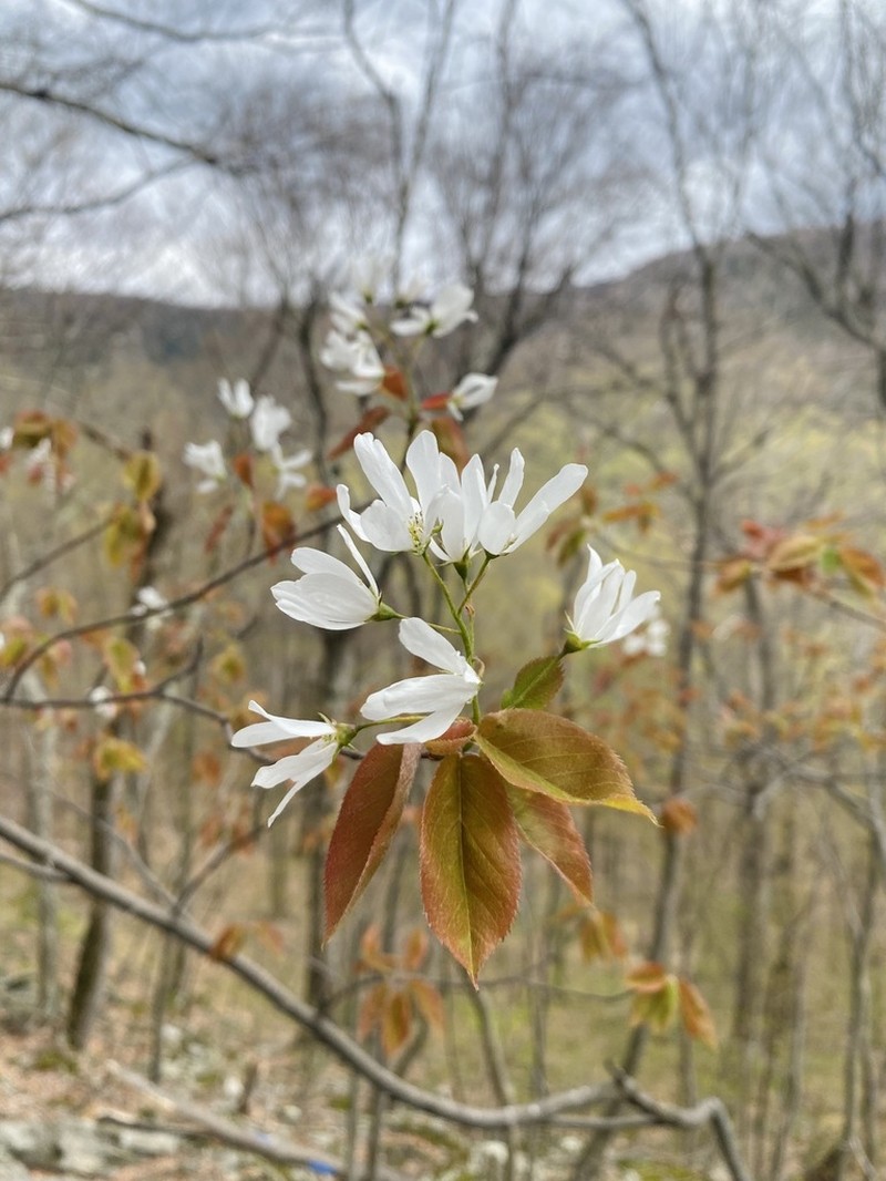 Amelanchier intermedia photo 4