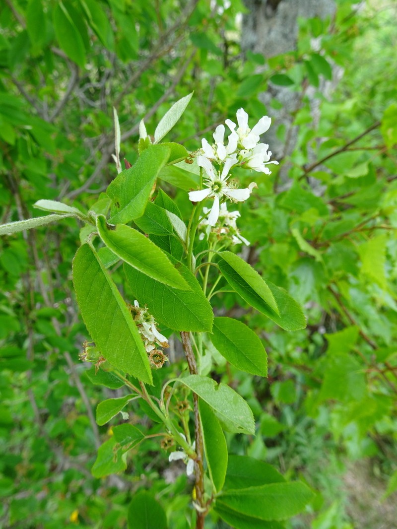 Amelanchier intermedia photo 5