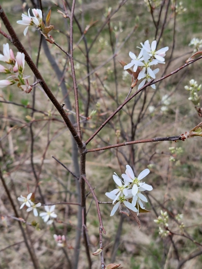 Amelanchier intermedia photo 6