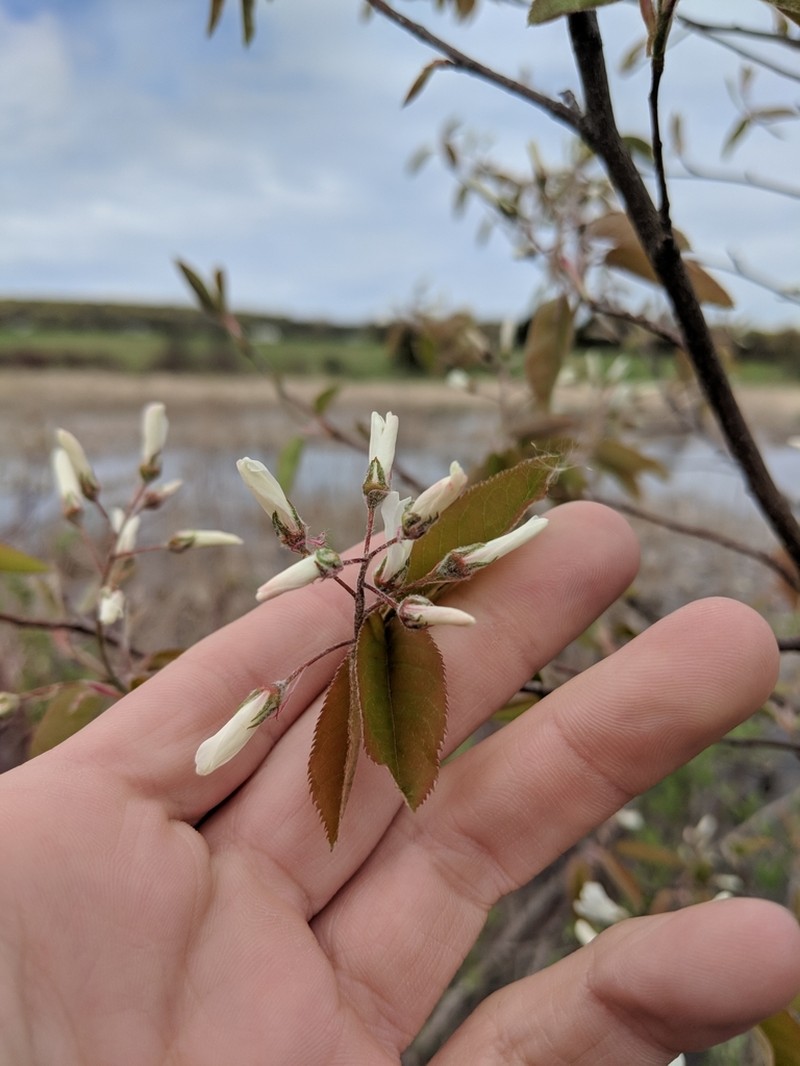 Amelanchier intermedia photo 7