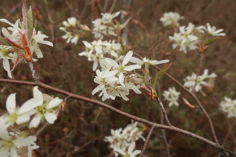 Amelanchier intermedia photo 8