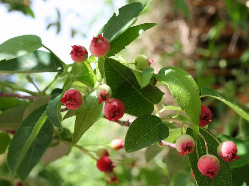 Allegheny Serviceberry photo 2