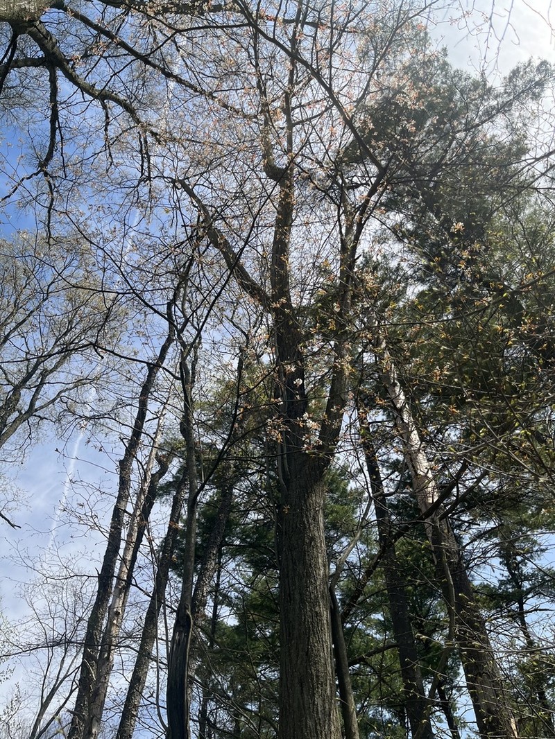 Allegheny Serviceberry photo 3